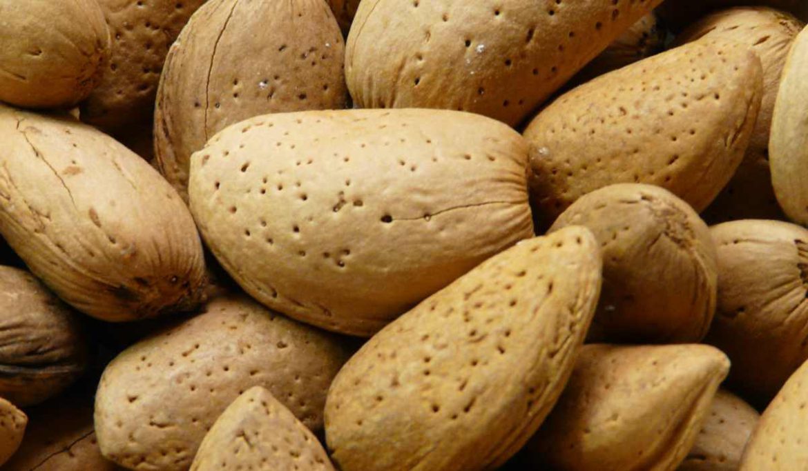 shelled almonds purchase price per ton