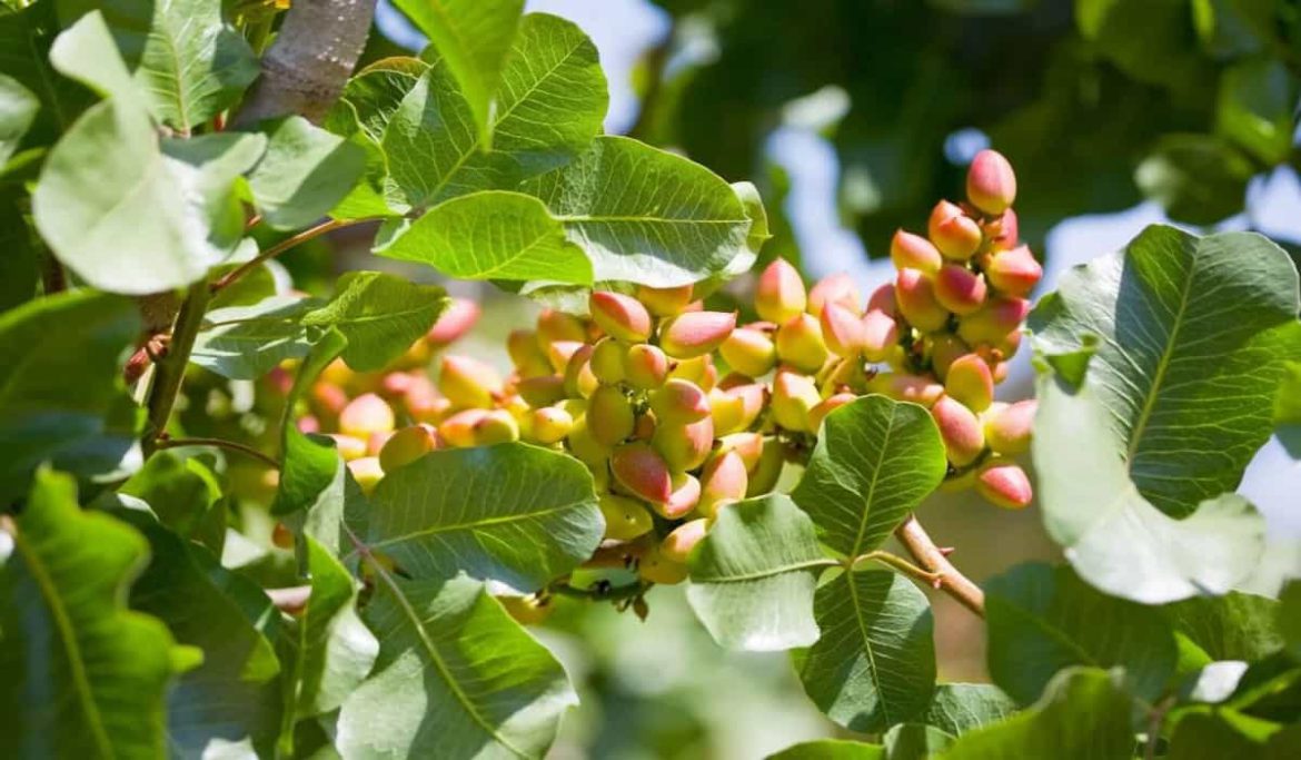 Tasteful fresh pistachio on sale