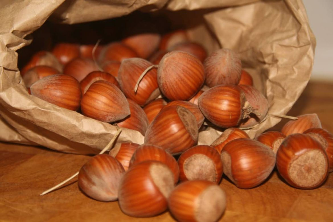 Top grade hazelnuts in shell